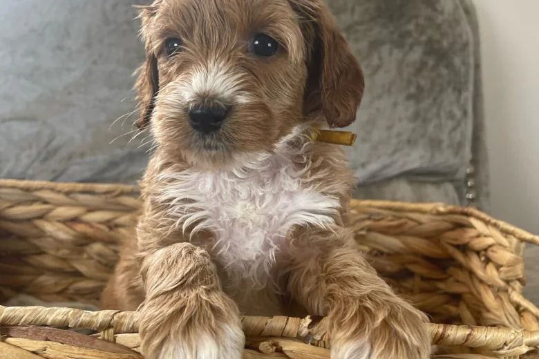 Cockapoo