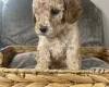Cockapoo