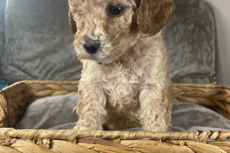 Cockapoo
