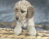 Cockapoo