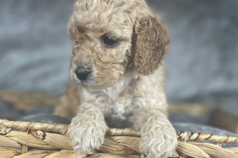 Cockapoo
