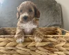 Cockapoo