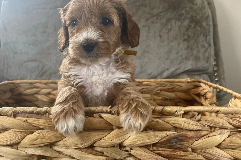 Cockapoo
