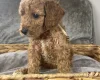 Cockapoo