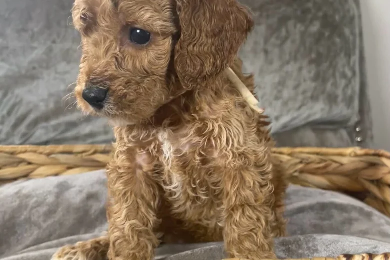 Cockapoo