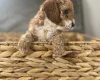 Cockapoo