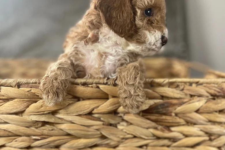 Cockapoo