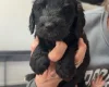 Cockapoo