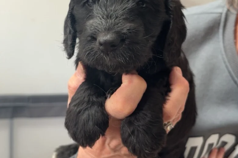 Cockapoo