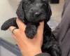 Cockapoo