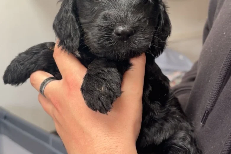 Cockapoo