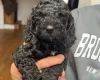 Cockapoo