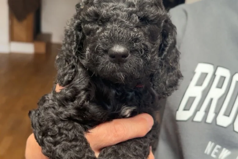 Cockapoo