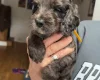Cockapoo