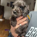 Cockapoo