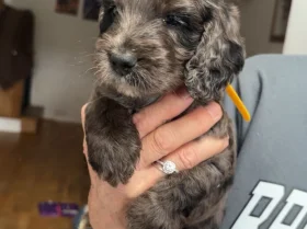 Cockapoo
