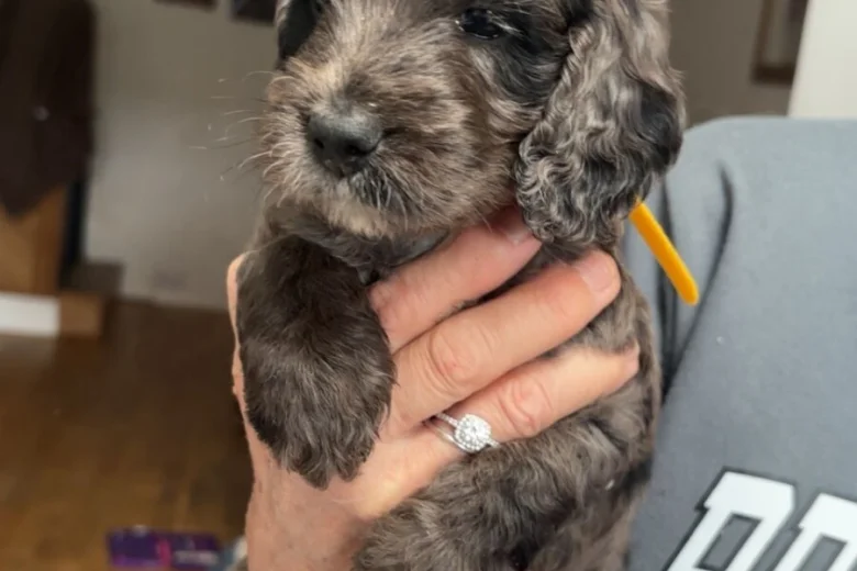 Cockapoo