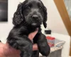 Cockapoo
