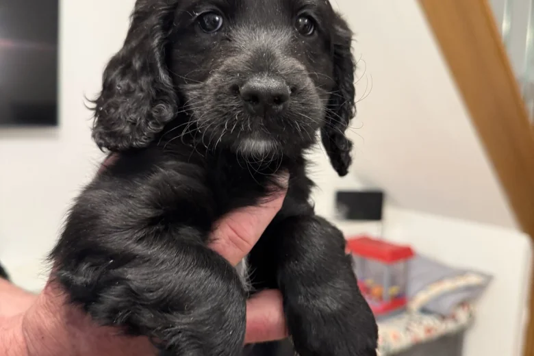 Cockapoo