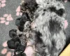 Cockapoo