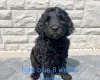 Goldendoodle