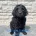 Goldendoodle
