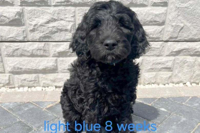 Goldendoodle