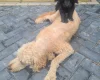 Goldendoodle
