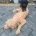 Goldendoodle