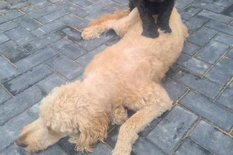 Goldendoodle
