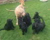 Goldendoodle