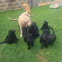 Goldendoodle