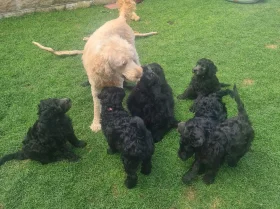 Goldendoodle