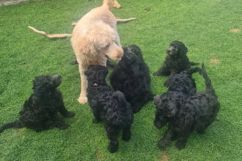 Goldendoodle
