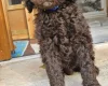 Goldendoodle