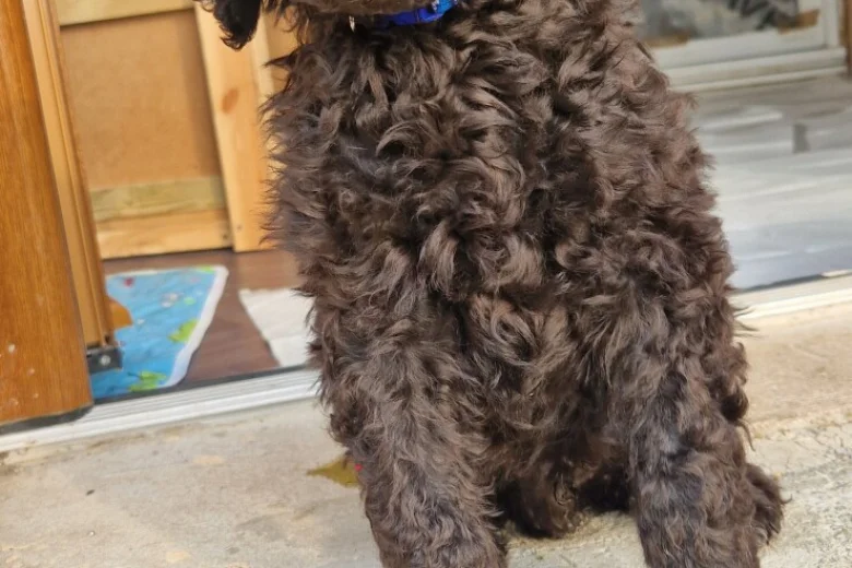 Goldendoodle
