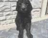 Goldendoodle