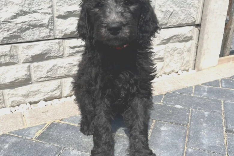 Goldendoodle