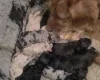 Labradoodle