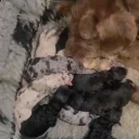 Labradoodle