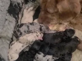 Labradoodle