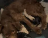 Labradoodle