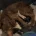 Labradoodle