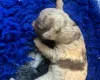 Labradoodle