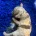 Labradoodle