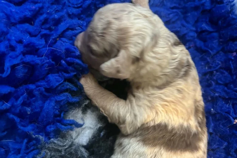 Labradoodle