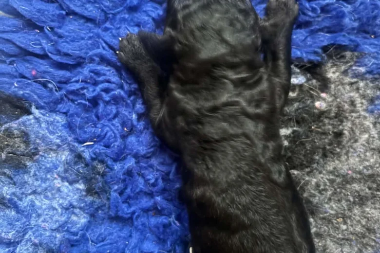 Labradoodle