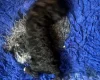 Labradoodle