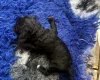 Labradoodle