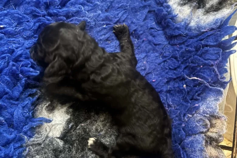 Labradoodle